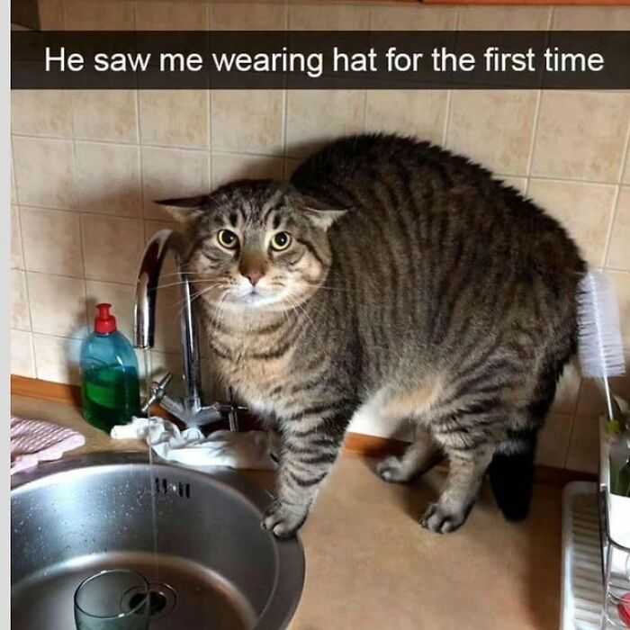 48 Of The Funniest Cat Memes Shared By This Page That Are Impossible Not To Laugh At 48 Of The Funniest Cat Memes Shared By This Page That Are Impossible Not To Laugh At