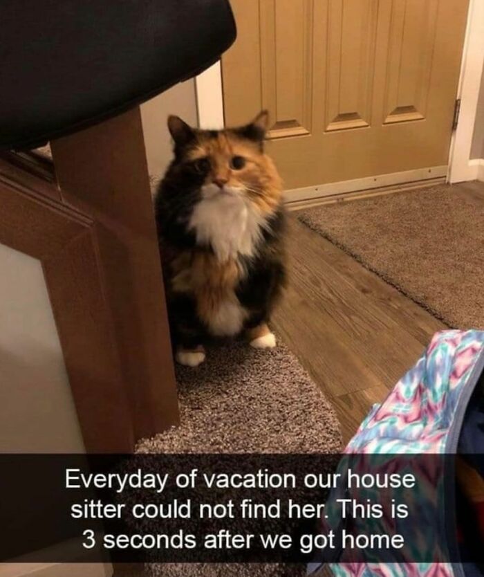 48 Of The Funniest Cat Memes Shared By This Page That Are Impossible Not To Laugh At 48 Of The Funniest Cat Memes Shared By This Page That Are Impossible Not To Laugh At