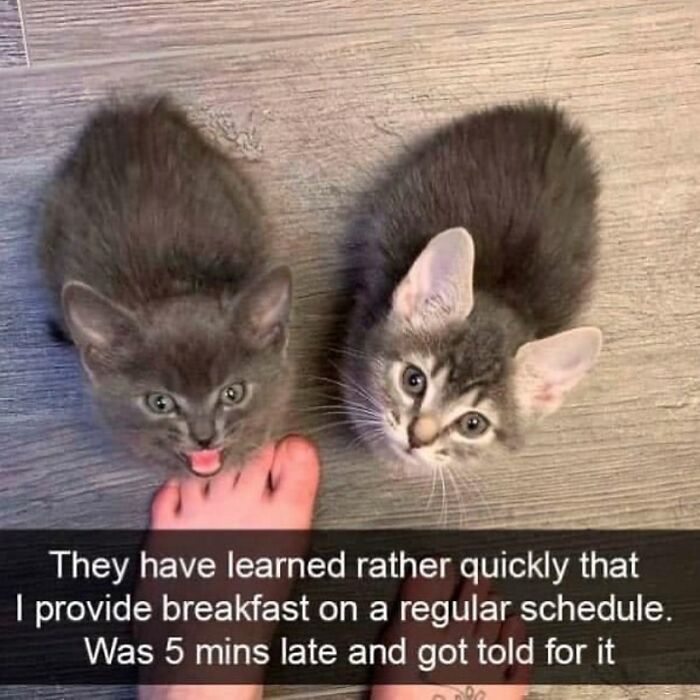 48 Of The Funniest Cat Memes Shared By This Page That Are Impossible Not To Laugh At 48 Of The Funniest Cat Memes Shared By This Page That Are Impossible Not To Laugh At