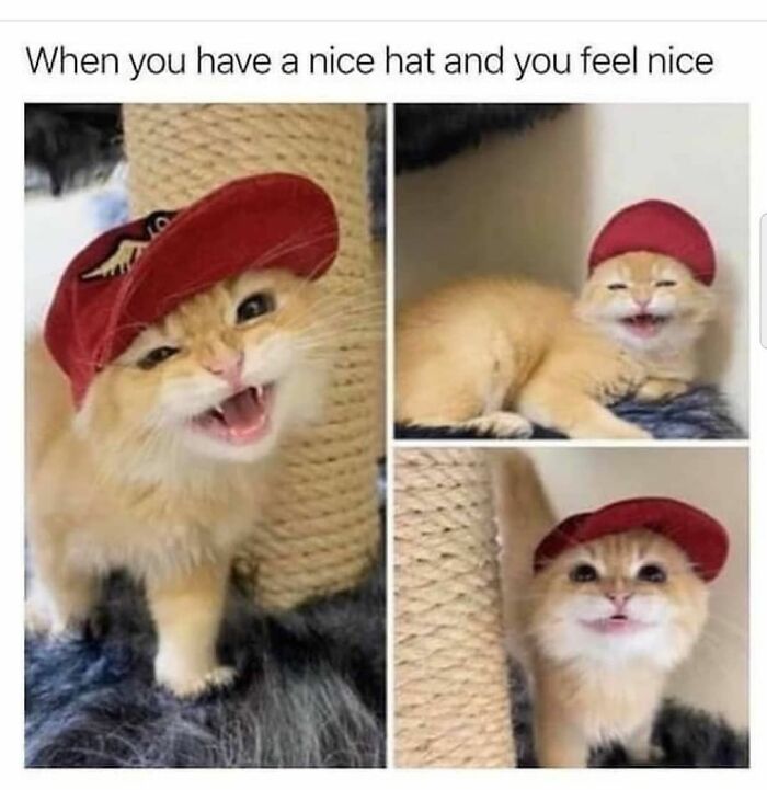 48 Of The Funniest Cat Memes Shared By This Page That Are Impossible Not To Laugh At 48 Of The Funniest Cat Memes Shared By This Page That Are Impossible Not To Laugh At