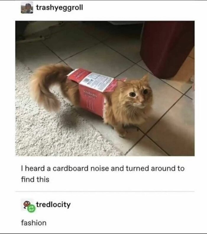 48 Of The Funniest Cat Memes Shared By This Page That Are Impossible Not To Laugh At 48 Of The Funniest Cat Memes Shared By This Page That Are Impossible Not To Laugh At