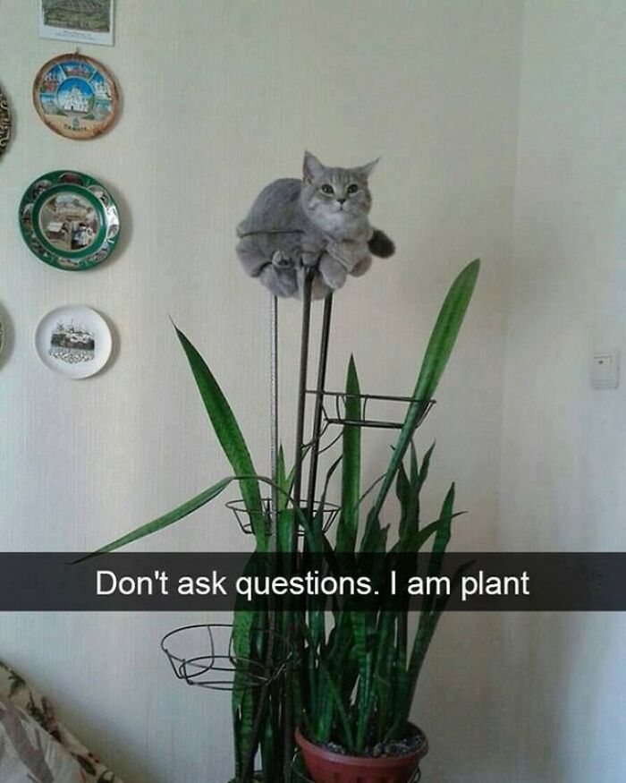 48 Of The Funniest Cat Memes Shared By This Page That Are Impossible Not To Laugh At 48 Of The Funniest Cat Memes Shared By This Page That Are Impossible Not To Laugh At