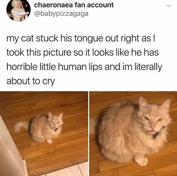 48 Of The Funniest Cat Memes Shared By This Page That Are Impossible Not To Laugh At 48 Of The Funniest Cat Memes Shared By This Page That Are Impossible Not To Laugh At