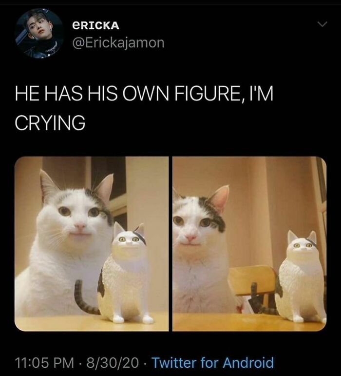 48 Of The Funniest Cat Memes Shared By This Page That Are Impossible Not To Laugh At 48 Of The Funniest Cat Memes Shared By This Page That Are Impossible Not To Laugh At