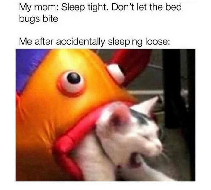 48 Of The Funniest Cat Memes Shared By This Page That Are Impossible Not To Laugh At 48 Of The Funniest Cat Memes Shared By This Page That Are Impossible Not To Laugh At