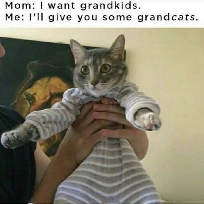 48 Of The Funniest Cat Memes Shared By This Page That Are Impossible Not To Laugh At 48 Of The Funniest Cat Memes Shared By This Page That Are Impossible Not To Laugh At