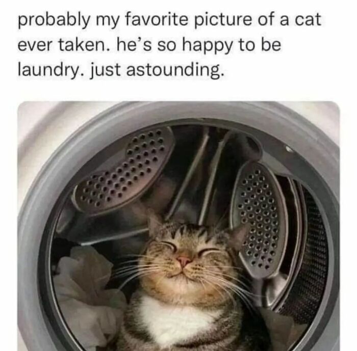 48 Of The Funniest Cat Memes Shared By This Page That Are Impossible Not To Laugh At 48 Of The Funniest Cat Memes Shared By This Page That Are Impossible Not To Laugh At