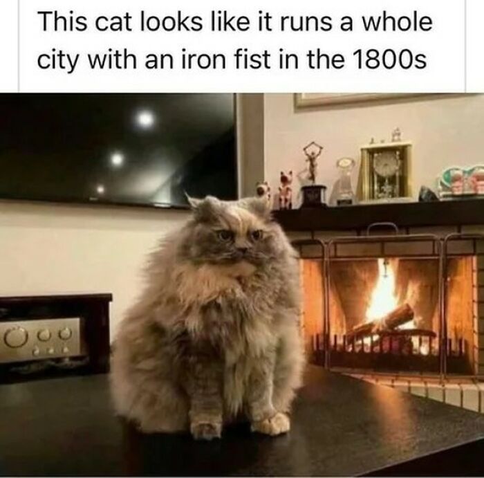 48 Of The Funniest Cat Memes Shared By This Page That Are Impossible Not To Laugh At 48 Of The Funniest Cat Memes Shared By This Page That Are Impossible Not To Laugh At