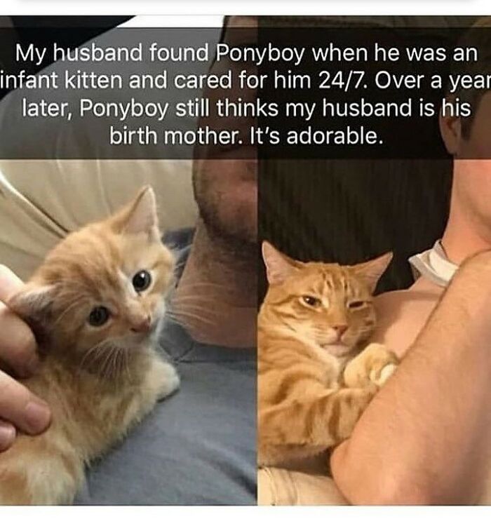 48 Of The Funniest Cat Memes Shared By This Page That Are Impossible Not To Laugh At 48 Of The Funniest Cat Memes Shared By This Page That Are Impossible Not To Laugh At