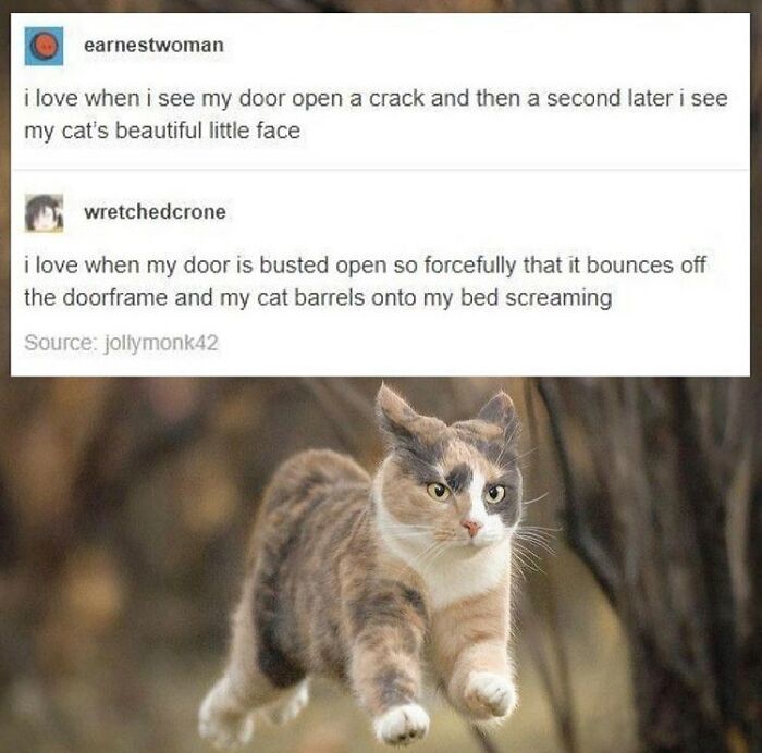 48 Of The Funniest Cat Memes Shared By This Page That Are Impossible Not To Laugh At 48 Of The Funniest Cat Memes Shared By This Page That Are Impossible Not To Laugh At