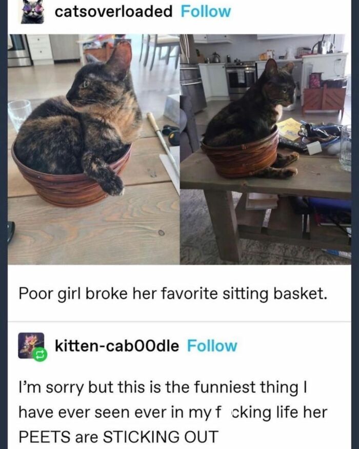 48 Of The Funniest Cat Memes Shared By This Page That Are Impossible Not To Laugh At 48 Of The Funniest Cat Memes Shared By This Page That Are Impossible Not To Laugh At