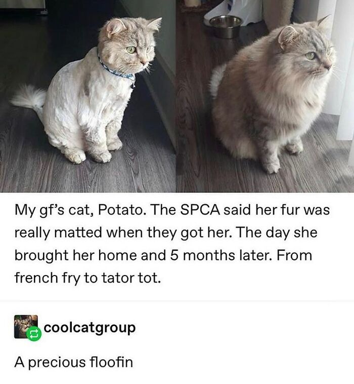 48 Of The Funniest Cat Memes Shared By This Page That Are Impossible Not To Laugh At 48 Of The Funniest Cat Memes Shared By This Page That Are Impossible Not To Laugh At