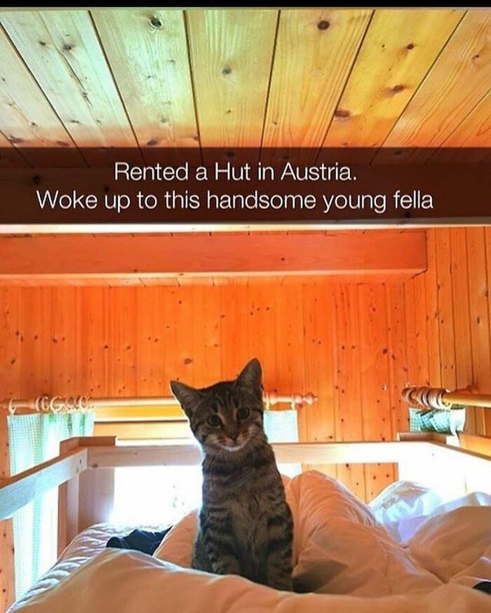 48 Of The Funniest Cat Memes Shared By This Page That Are Impossible Not To Laugh At 48 Of The Funniest Cat Memes Shared By This Page That Are Impossible Not To Laugh At