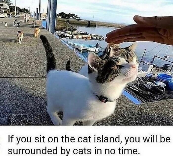 48 Of The Funniest Cat Memes Shared By This Page That Are Impossible Not To Laugh At 48 Of The Funniest Cat Memes Shared By This Page That Are Impossible Not To Laugh At