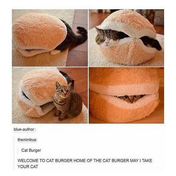 48 Of The Funniest Cat Memes Shared By This Page That Are Impossible Not To Laugh At 48 Of The Funniest Cat Memes Shared By This Page That Are Impossible Not To Laugh At