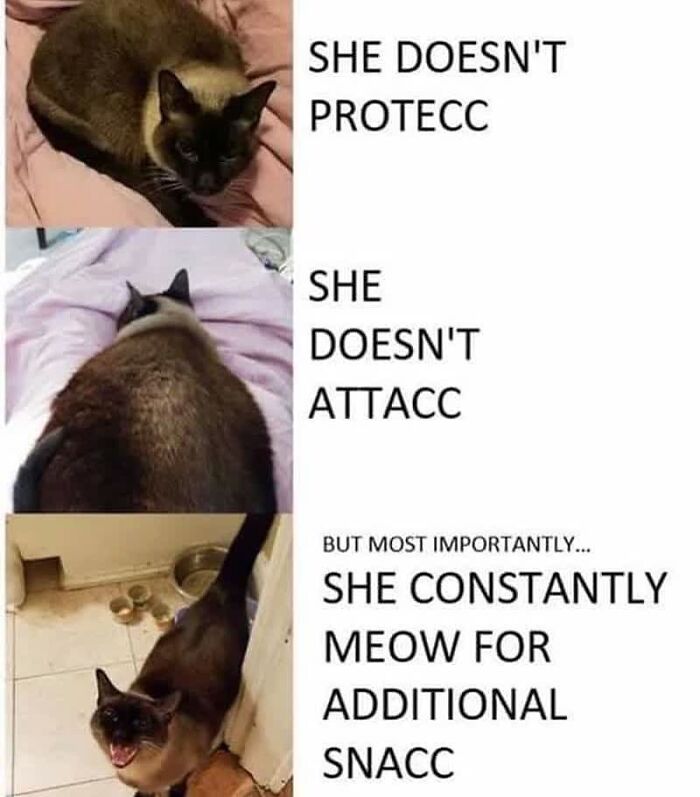 48 Of The Funniest Cat Memes Shared By This Page That Are Impossible Not To Laugh At 48 Of The Funniest Cat Memes Shared By This Page That Are Impossible Not To Laugh At