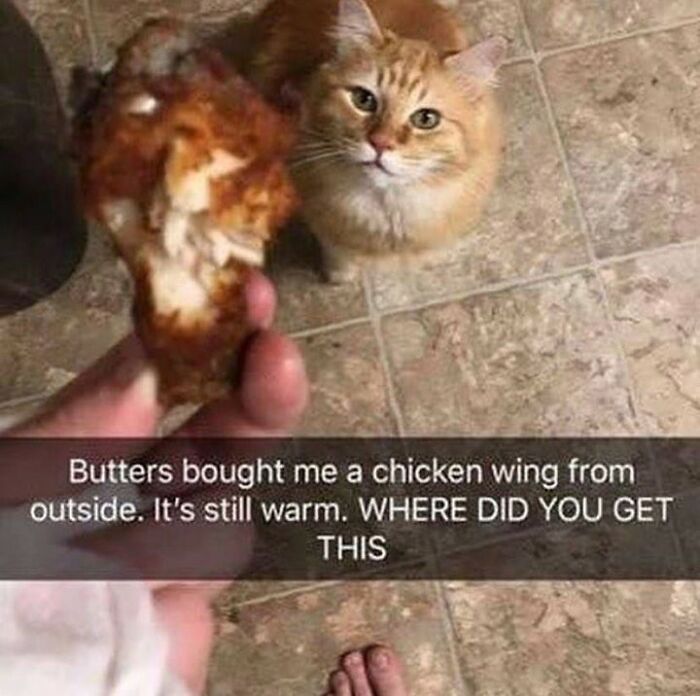 48 Of The Funniest Cat Memes Shared By This Page That Are Impossible Not To Laugh At 48 Of The Funniest Cat Memes Shared By This Page That Are Impossible Not To Laugh At