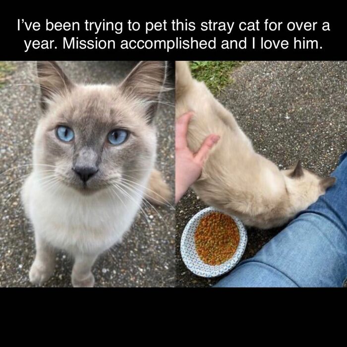 48 Of The Funniest Cat Memes Shared By This Page That Are Impossible Not To Laugh At 48 Of The Funniest Cat Memes Shared By This Page That Are Impossible Not To Laugh At