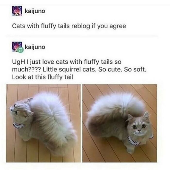 48 Of The Funniest Cat Memes Shared By This Page That Are Impossible Not To Laugh At 48 Of The Funniest Cat Memes Shared By This Page That Are Impossible Not To Laugh At