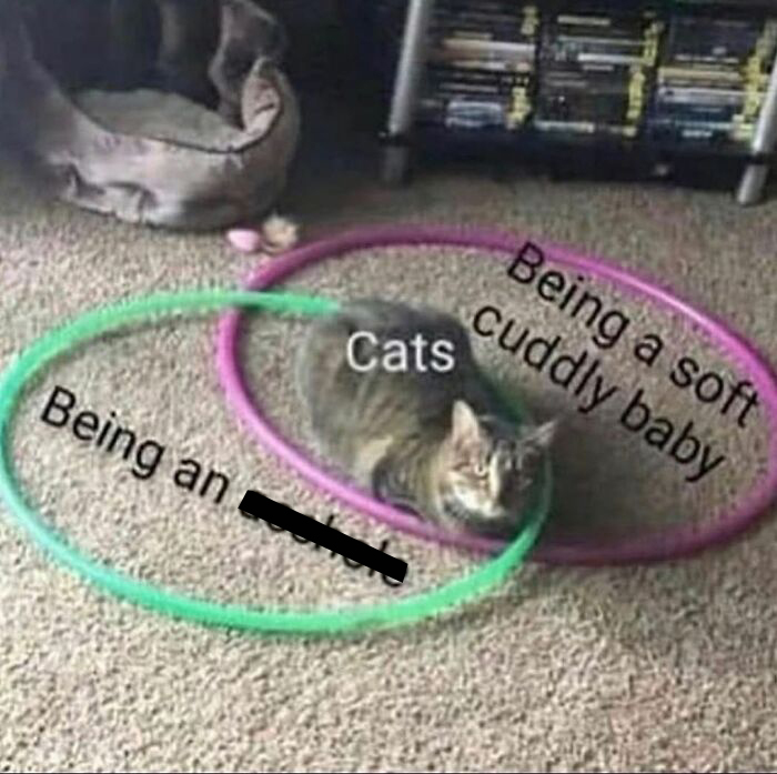 48 Of The Funniest Cat Memes Shared By This Page That Are Impossible Not To Laugh At 48 Of The Funniest Cat Memes Shared By This Page That Are Impossible Not To Laugh At