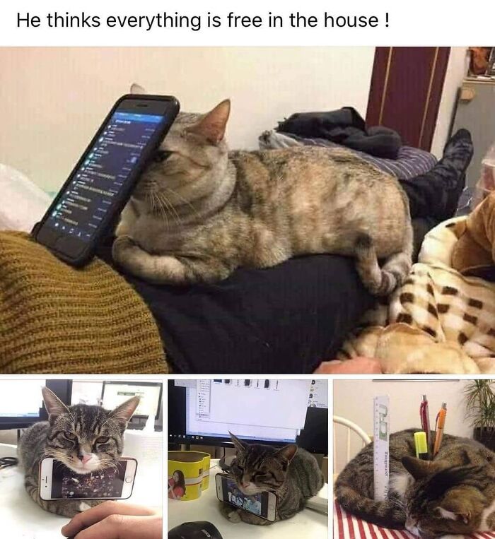 48 Of The Funniest Cat Memes Shared By This Page That Are Impossible Not To Laugh At 48 Of The Funniest Cat Memes Shared By This Page That Are Impossible Not To Laugh At