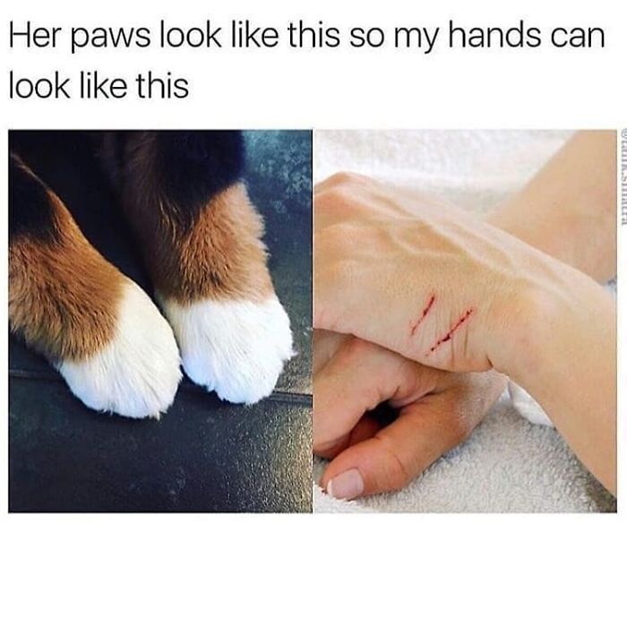 48 Of The Funniest Cat Memes Shared By This Page That Are Impossible Not To Laugh At 48 Of The Funniest Cat Memes Shared By This Page That Are Impossible Not To Laugh At