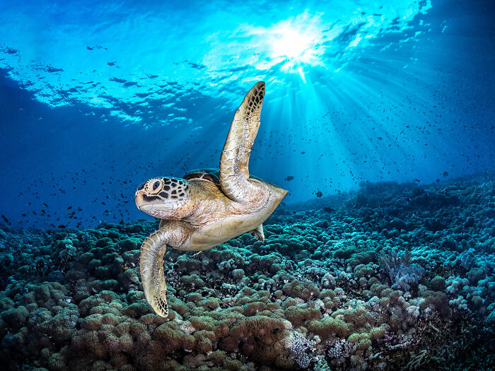 94 Stunning Images From The 2026 Ocean Photographer Of The Year Awards