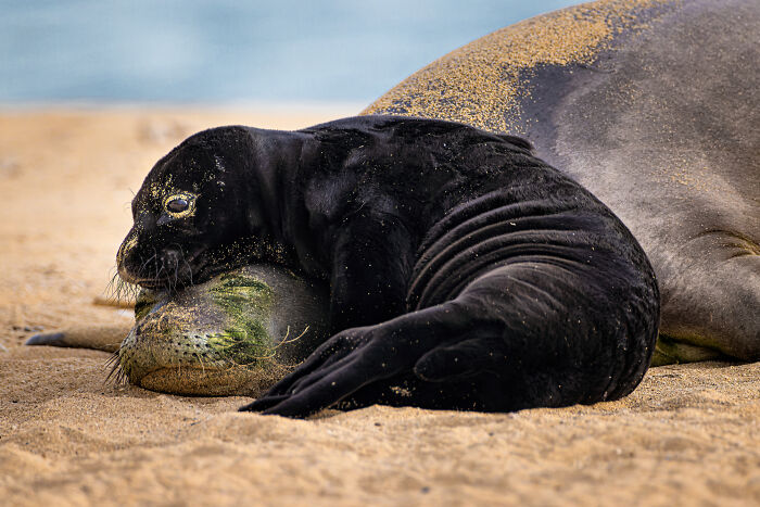 94 Stunning Images From The 2026 Ocean Photographer Of The Year Awards