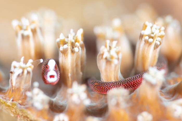 94 Stunning Images From The 2026 Ocean Photographer Of The Year Awards