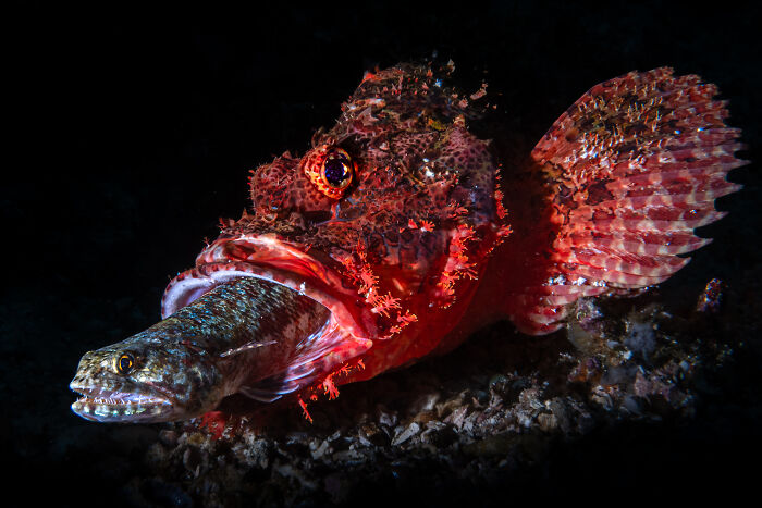 94 Stunning Images From The 2026 Ocean Photographer Of The Year Awards