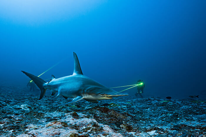 94 Stunning Images From The 2026 Ocean Photographer Of The Year Awards