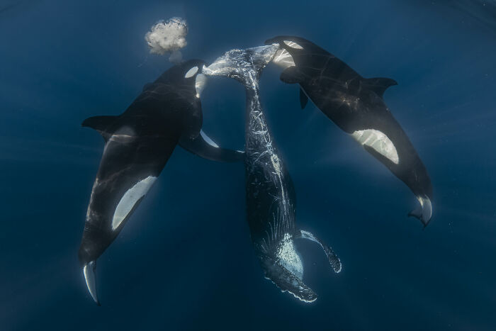94 Stunning Images From The 2026 Ocean Photographer Of The Year Awards