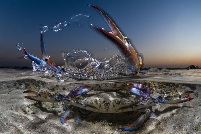 94 Stunning Images From The 2026 Ocean Photographer Of The Year Awards