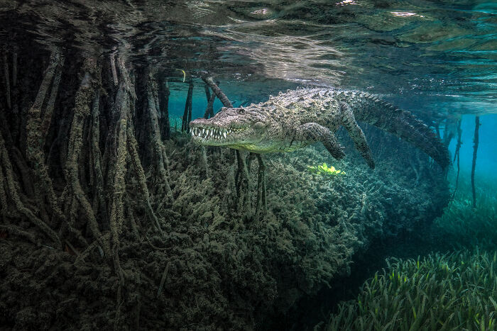 94 Stunning Images From The 2026 Ocean Photographer Of The Year Awards