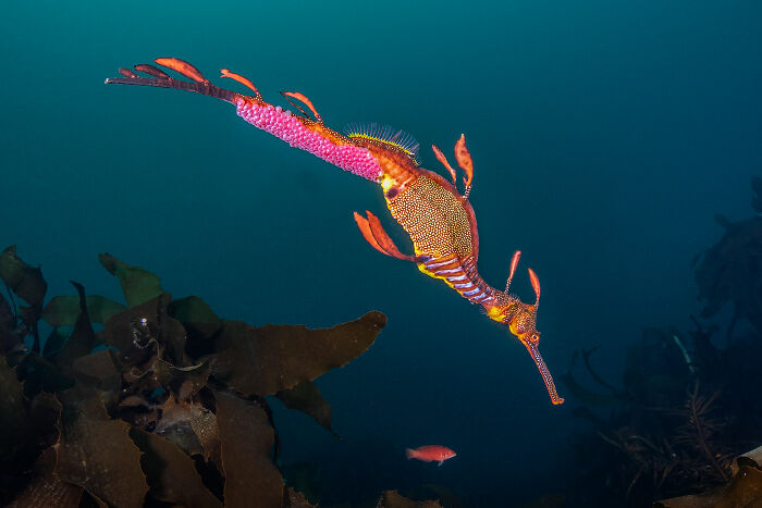 94 Stunning Images From The 2026 Ocean Photographer Of The Year Awards