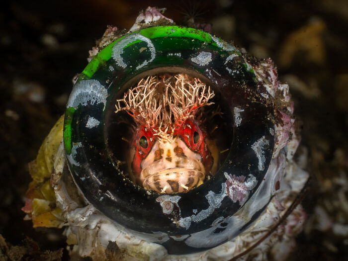 94 Stunning Images From The 2026 Ocean Photographer Of The Year Awards