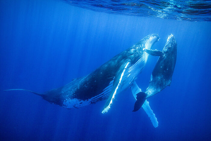 94 Stunning Images From The 2026 Ocean Photographer Of The Year Awards