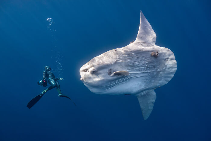 94 Stunning Images From The 2026 Ocean Photographer Of The Year Awards