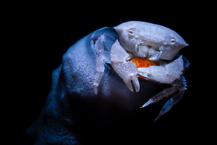 94 Stunning Images From The 2026 Ocean Photographer Of The Year Awards