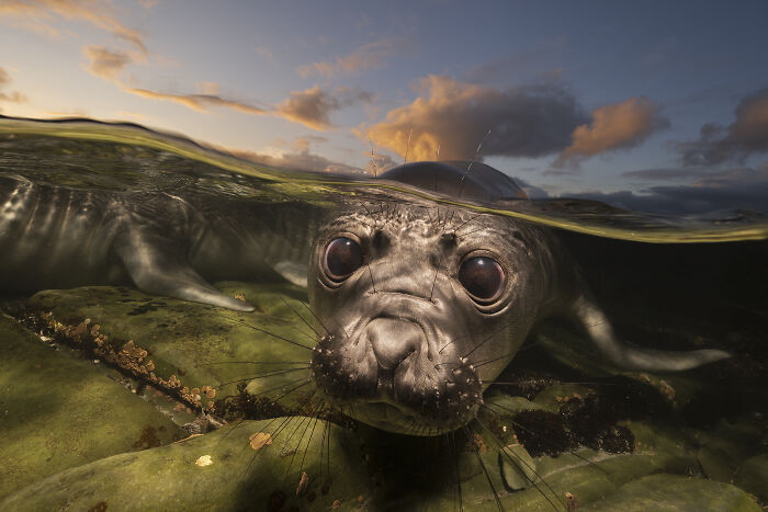 94 Stunning Images From The 2026 Ocean Photographer Of The Year Awards