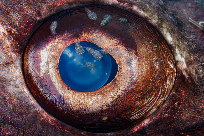 94 Stunning Images From The 2026 Ocean Photographer Of The Year Awards
