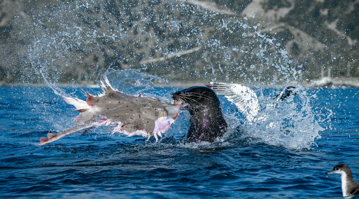 94 Stunning Images From The 2026 Ocean Photographer Of The Year Awards