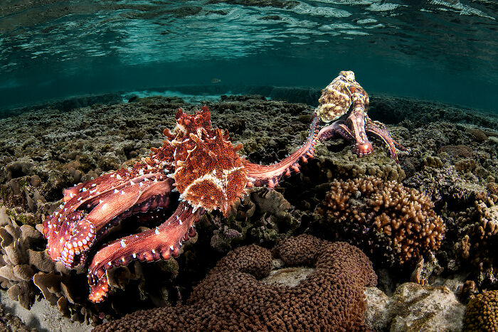 94 Stunning Images From The 2026 Ocean Photographer Of The Year Awards