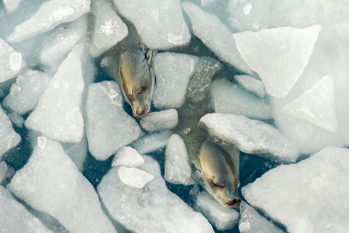 94 Stunning Images From The 2026 Ocean Photographer Of The Year Awards