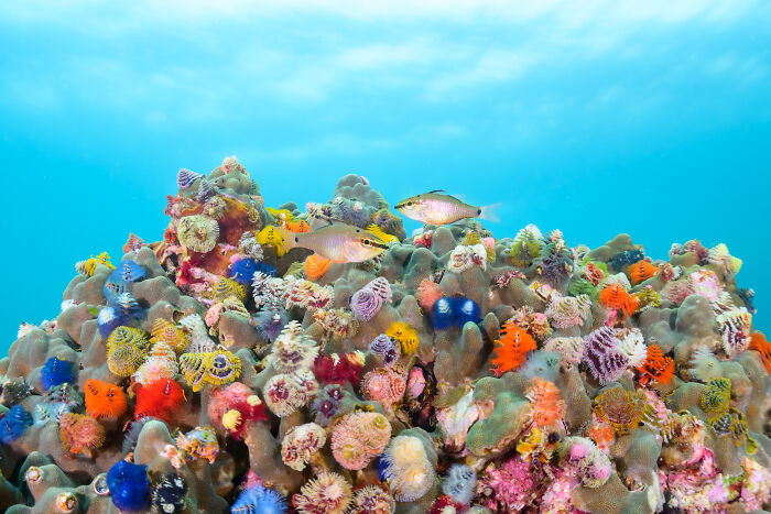 94 Stunning Images From The 2026 Ocean Photographer Of The Year Awards