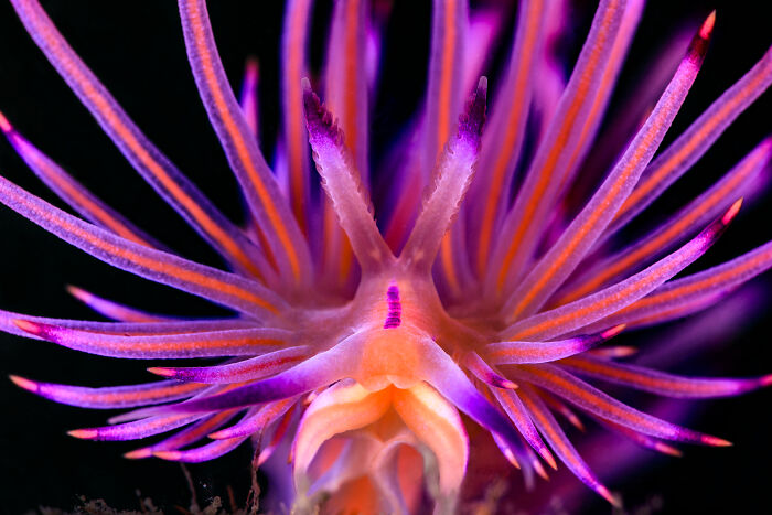 94 Stunning Images From The 2026 Ocean Photographer Of The Year Awards