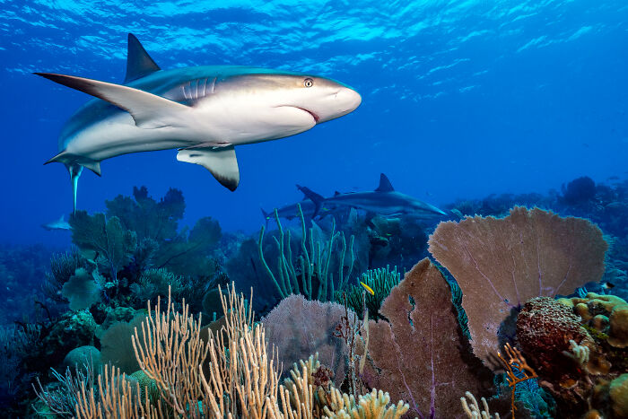94 Stunning Images From The 2026 Ocean Photographer Of The Year Awards