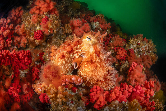 94 Stunning Images From The 2026 Ocean Photographer Of The Year Awards