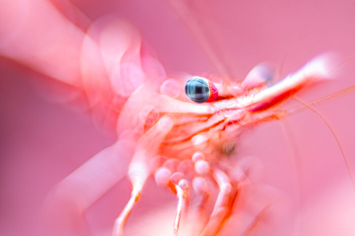 94 Stunning Images From The 2026 Ocean Photographer Of The Year Awards