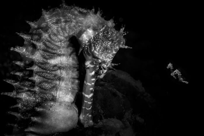 94 Stunning Images From The 2026 Ocean Photographer Of The Year Awards